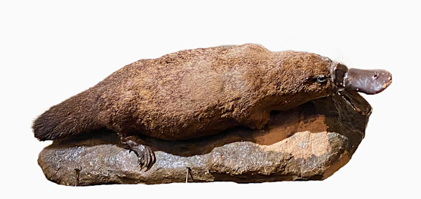 Duck Billed Platypus #140