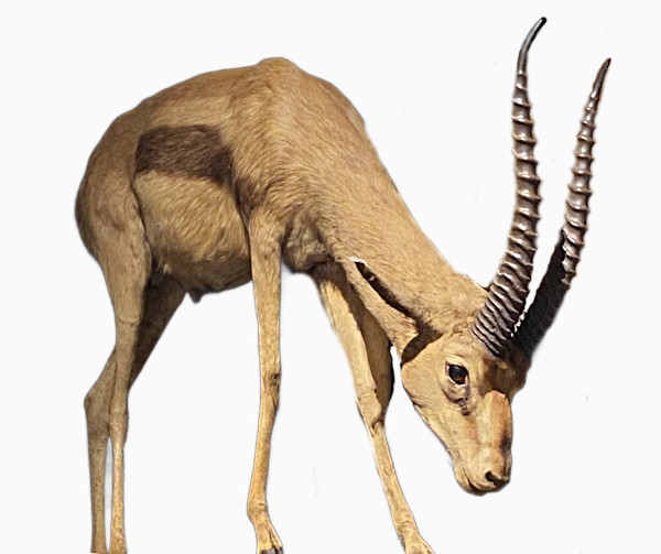 Thompson’s Gazelle #117