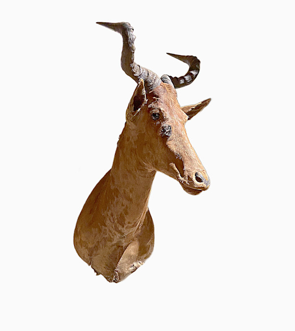 Western  Hartebeest #61