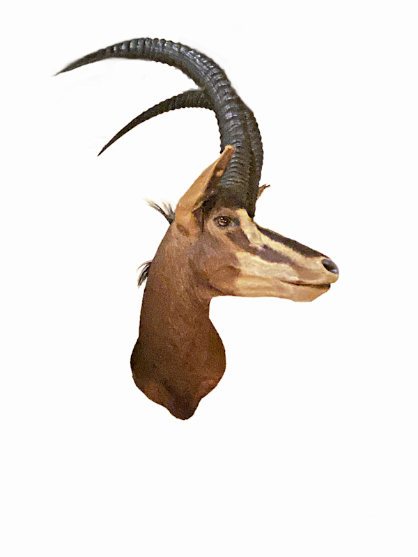 Sable Antelope #49