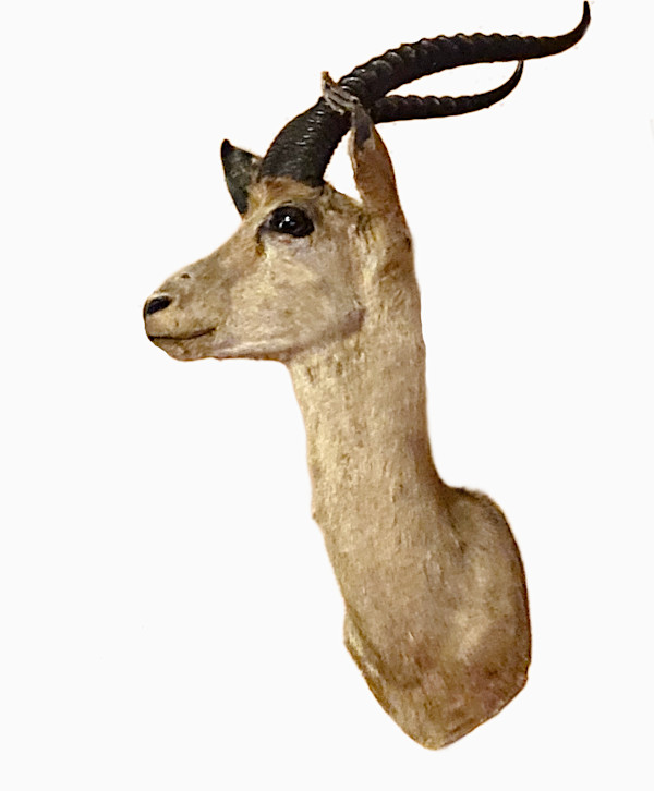 Klipspringer #202 by Jennifer Frost, Image 2.