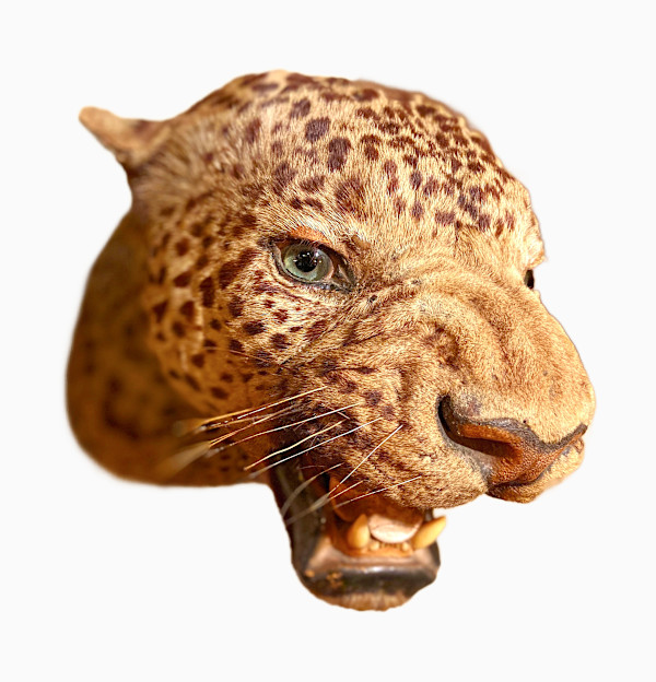 Leopard #7