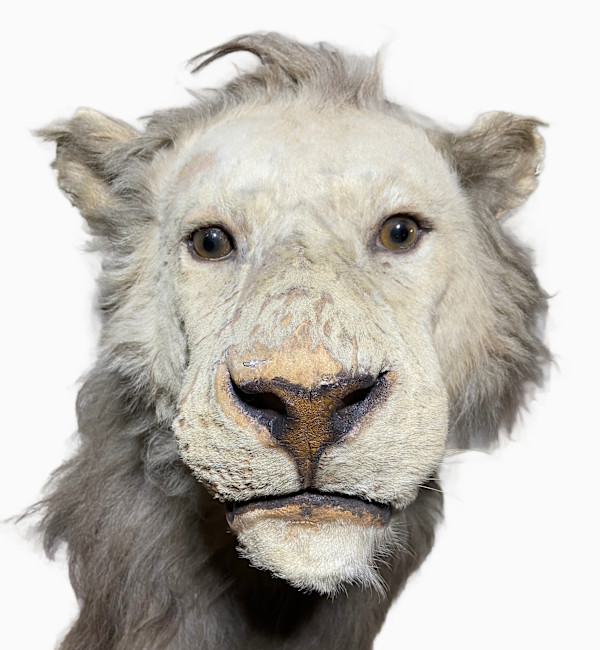 Lion #203 by Jennifer Frost, Image 2.