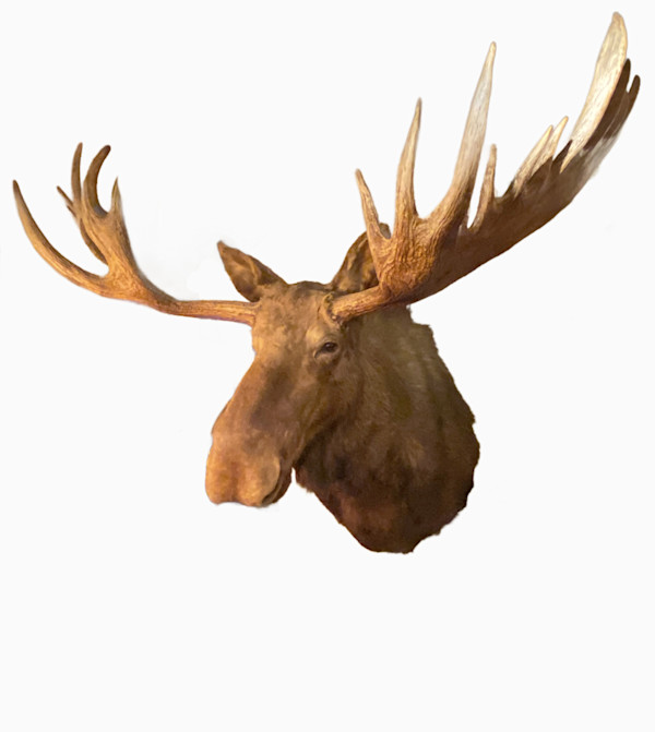 Moose #163 * Big Game Record North America*