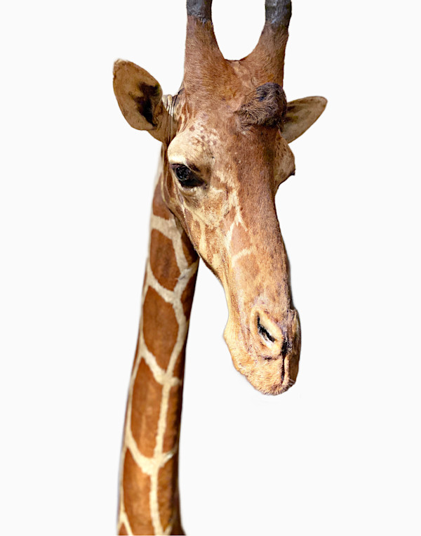 Reticulated Giraffe #79