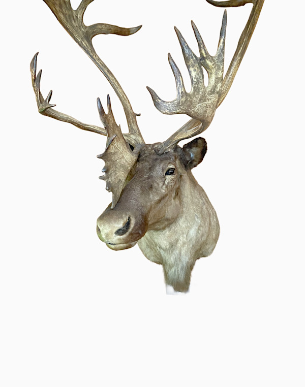Woodland Caribou #196