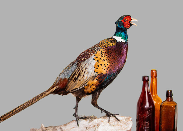 Ringneck Pheasant Table Mount by Jennifer Frost