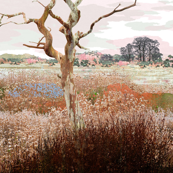 Treescape 7 | The Bare Bones by Claire Gill Fine Art