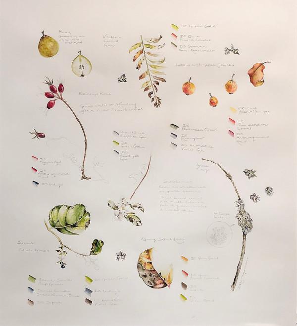 Ebey's Landing Fall Forage Study Page by Deborah Montgomerie