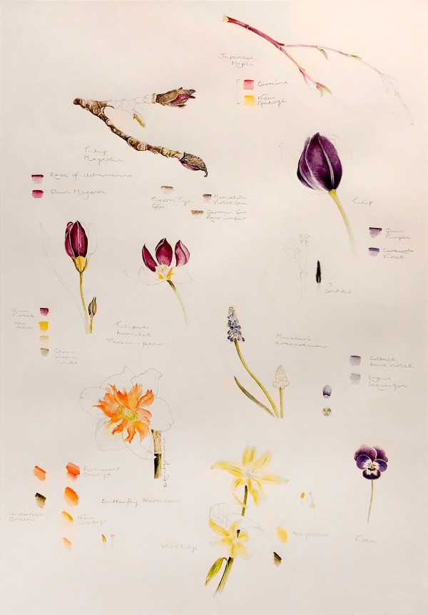 Spring Plants Study Page by Deborah Montgomerie
