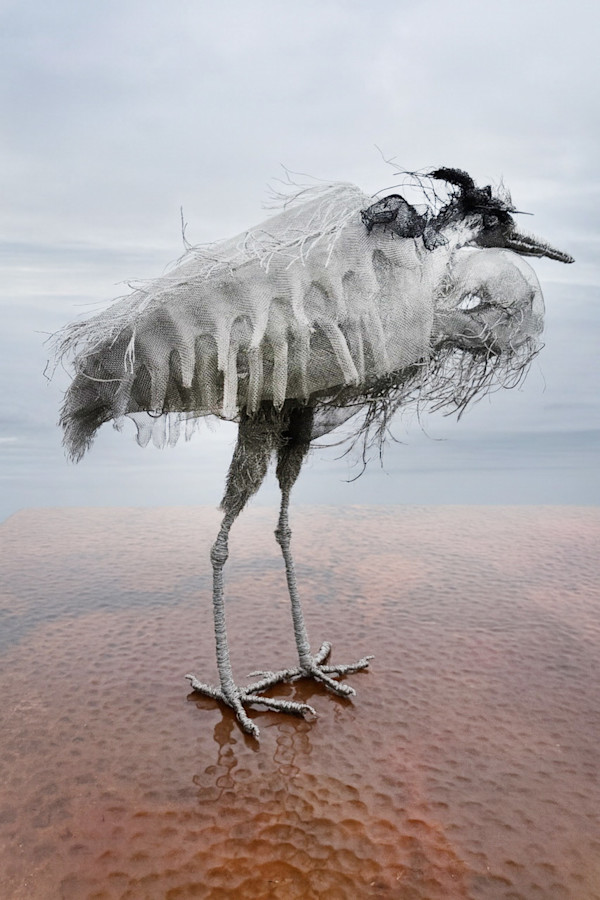 Bluey by Marly Eidsness