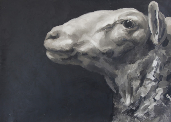 Ewe Facing West - Black Background by Claudia Pettis
