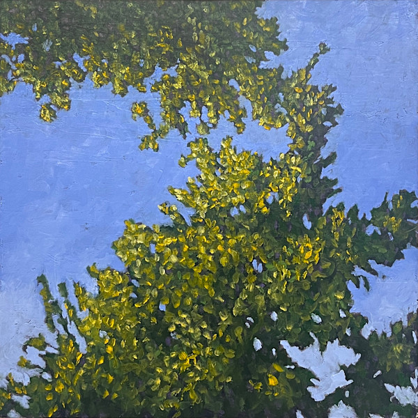 Canopy by Michael Dickter