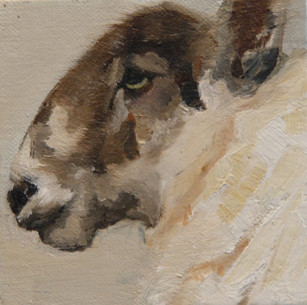 Little Ewe Profile by Claudia Pettis