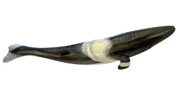 Minke Whale by Dona Dalton