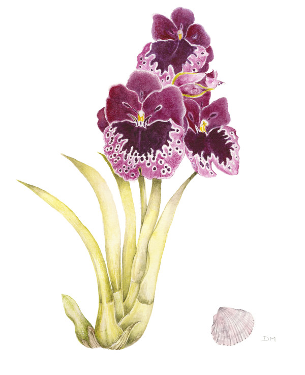 Pansy Orchid and Shell by Deborah Montgomerie