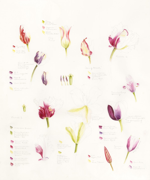 Tulip Study by Deborah Montgomerie