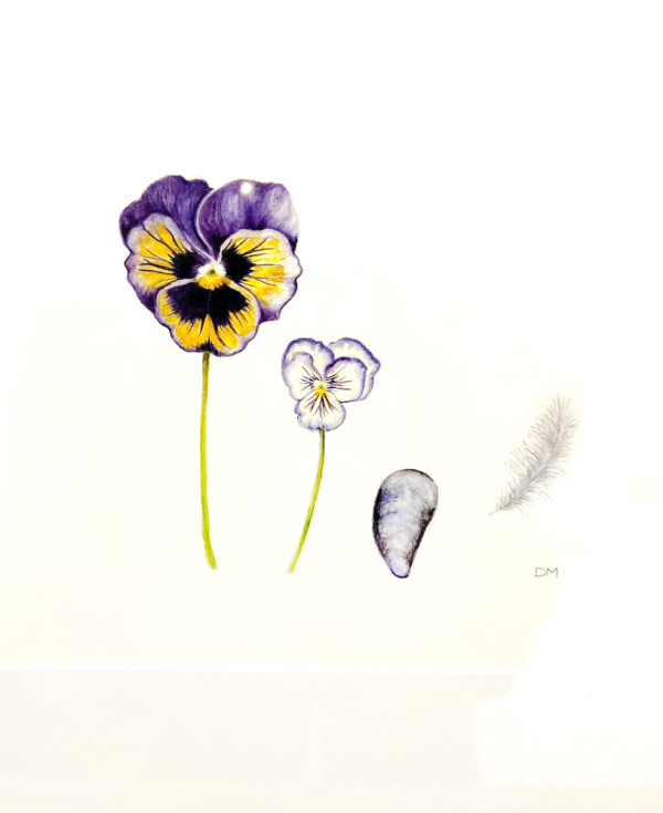 Pansy, Viola, Shell and Feather by Deborah Montgomerie