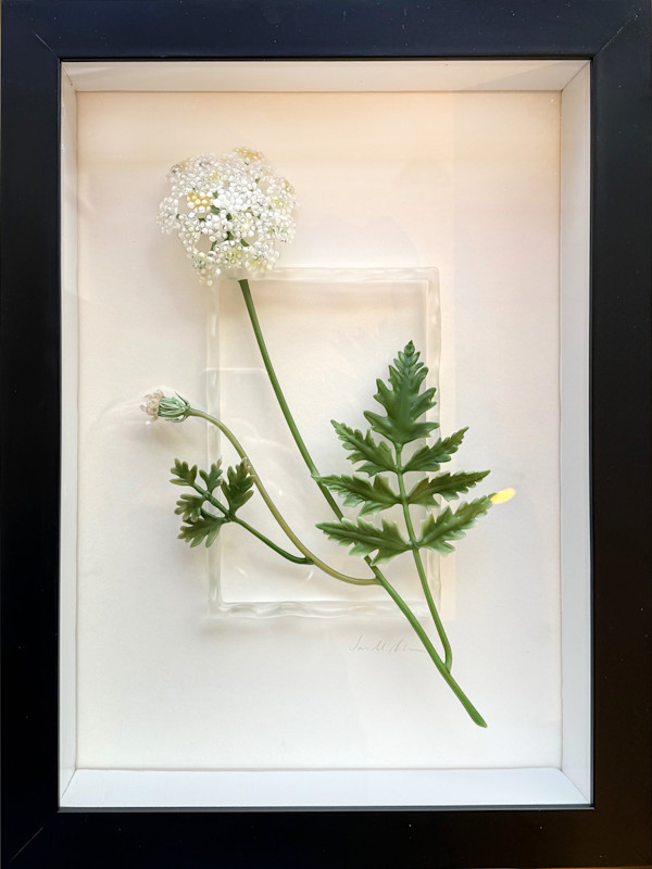 Queen Anne's Lace by Janis Miltenberger