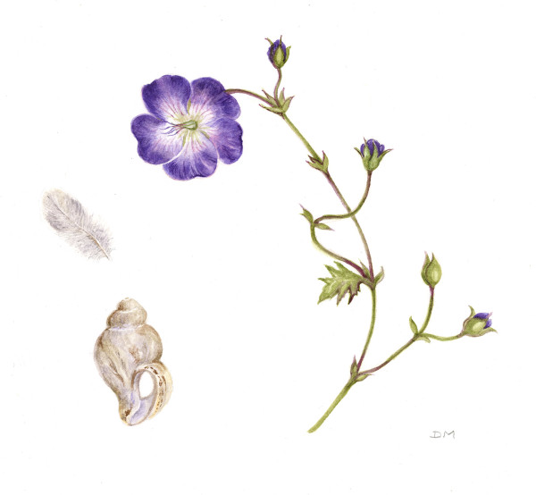 Rozanne Geranium, Feather and Shell by Deborah Montgomerie