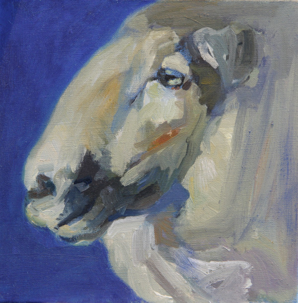 Sheep Portrait with Marine Blue Sky by Claudia Pettis