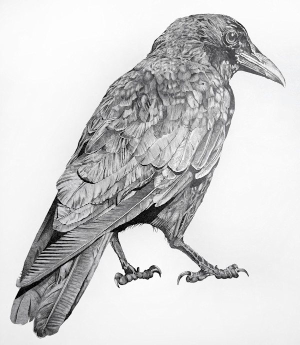 Crow 2 by Cynthia Snellman, Image 2.