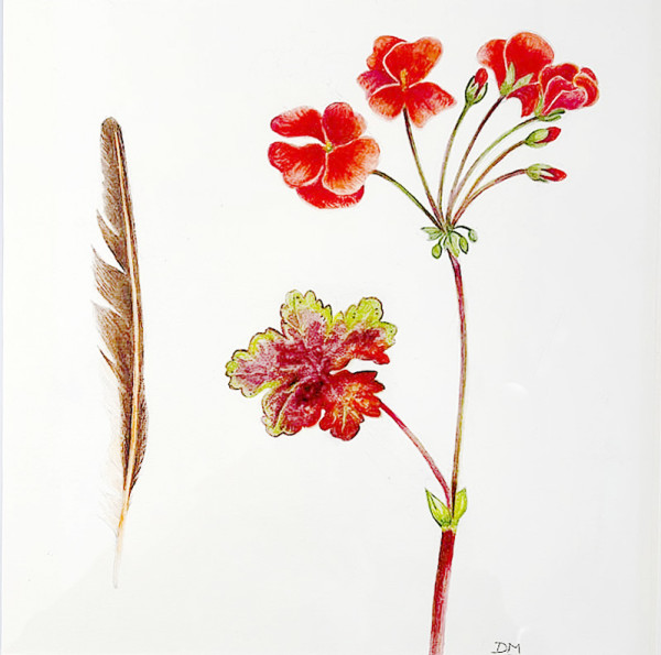 Northern Flicker Feather and Geranium by Deborah Montgomerie