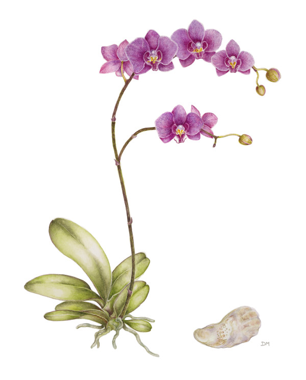 Moth Orchid and Oyster Shell by Deborah Montgomerie