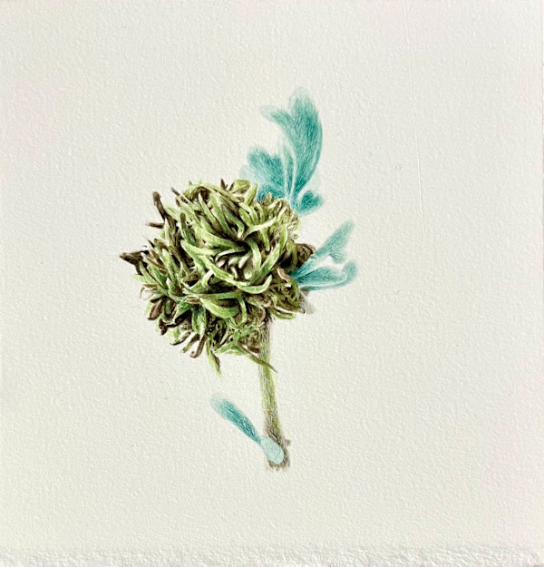 Medusa Midge Gall on Sagebrush by Melissa Mohammadi