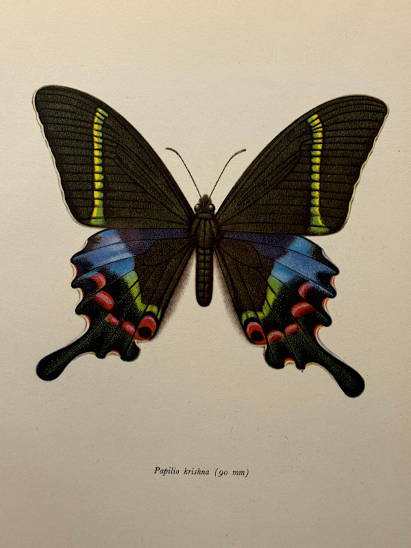 unframed vintage lithograph butterfly with blue and red spots
