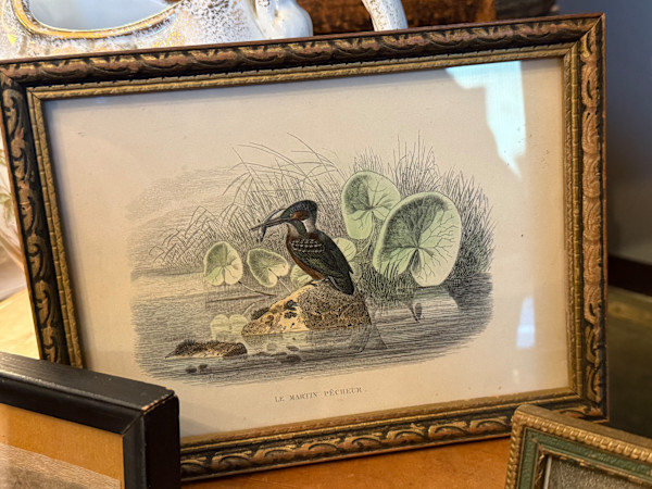 hand painted Martin Pecheur bird engraving c. 1860's, Image 2.