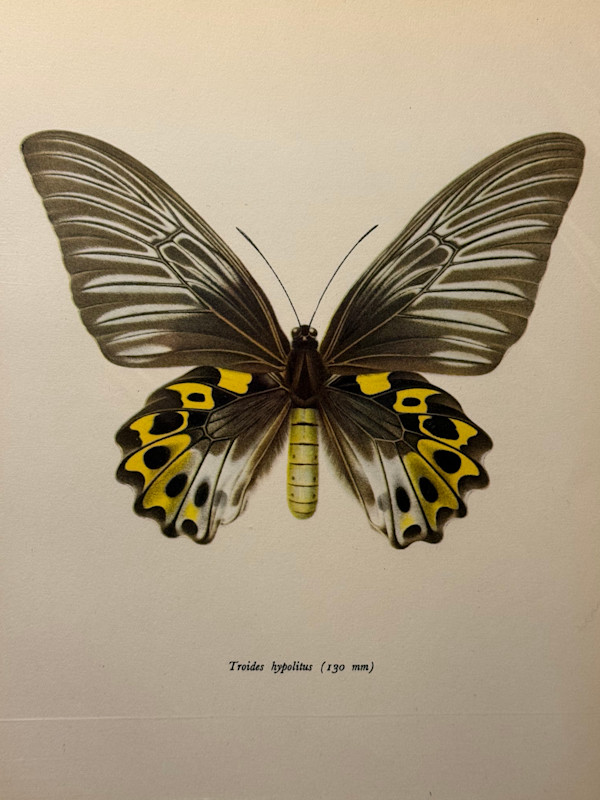 unframed vintage lithograph butterfly with yellow with black spots