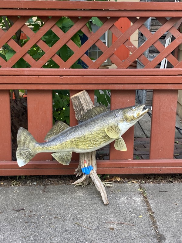 Large Fish mount
