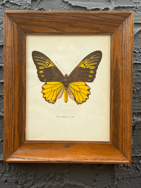 framed vintage lithograph butterfly with black and yellow