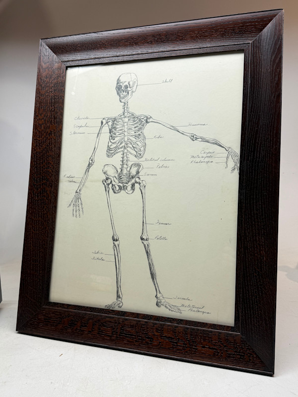 Original drawing of a skeleton