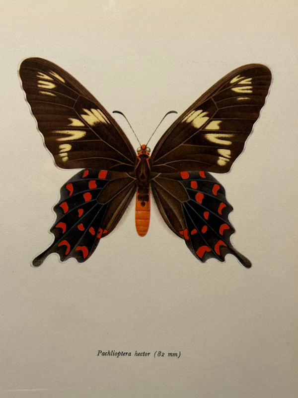 unframed vintage lithograph butterfly with black white and red