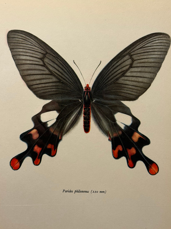 unframed vintage lithograph butterfly with black and red tip