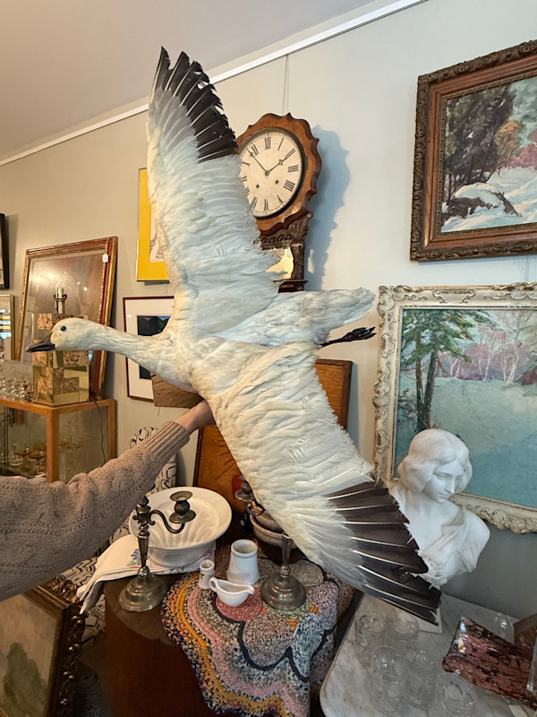 Taxidermy flying goose