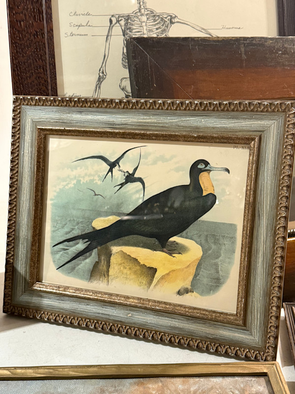 early engraving of sea frigate bird