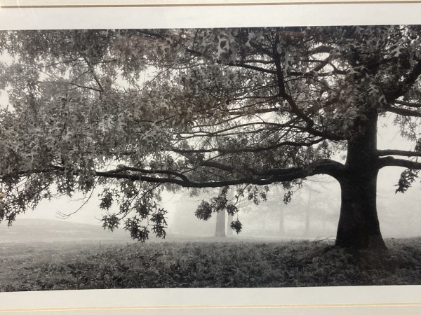 Framed original photograph of tree