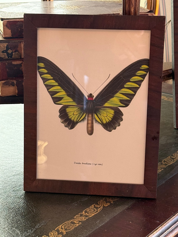 framed vintage lithograph butterfly with green and black, Image 2.