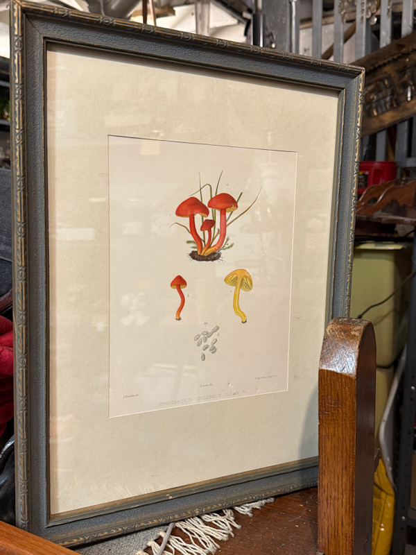 chromolithograph of mushrooms circa 1910
