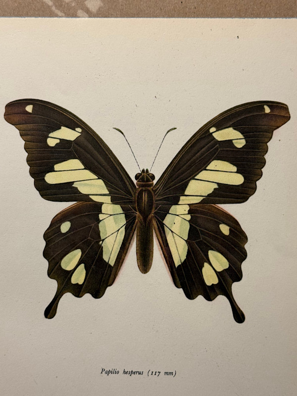 unframed vintage lithograph butterfly with black and yellow