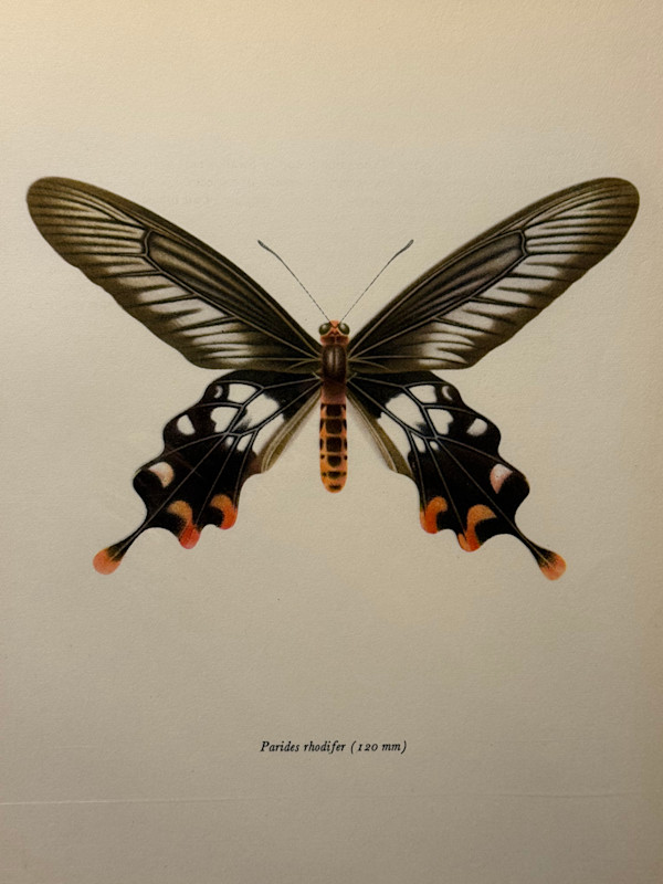 unframed vintage lithograph butterfly with white and red spots