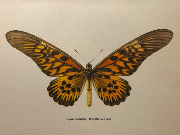 unframed vintage lithograph butterfly with orange and black