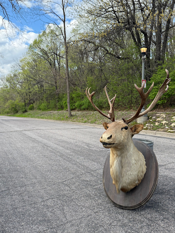 Large Caribou mount, Image 1.