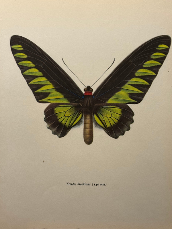 unframed vintage lithograph butterfly with green and black