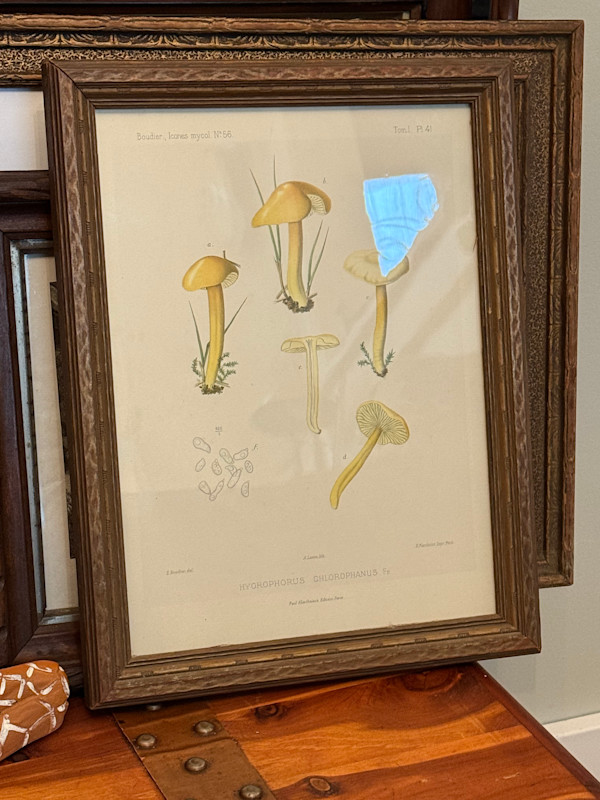 chromolithograph of mushrooms circa 1910