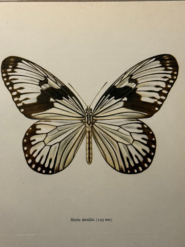 unframed vintage lithograph butterfly with white and black