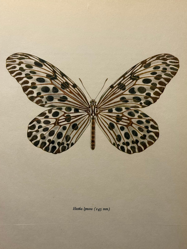 unframed vintage lithograph butterfly with black spots